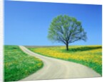 Country road and tree, spring by Anonymous