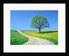 Country road and tree, spring by Anonymous