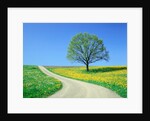 Country road and tree, spring by Anonymous