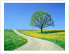 Country road and tree, spring by Anonymous
