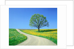 Country road and tree, spring by Anonymous