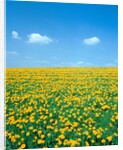 Flower meadow with blooming dandelion by Anonymous