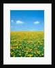 Flower meadow with blooming dandelion by Anonymous
