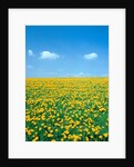 Flower meadow with blooming dandelion by Anonymous