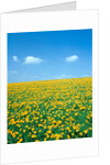 Flower meadow with blooming dandelion by Anonymous