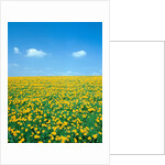 Flower meadow with blooming dandelion by Anonymous