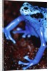 Blue arrow poison frog by Anonymous