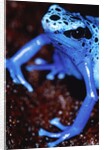 Blue arrow poison frog by Anonymous