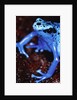Blue arrow poison frog by Anonymous