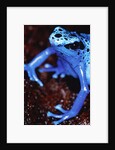 Blue arrow poison frog by Anonymous