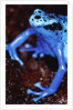 Blue arrow poison frog by Anonymous