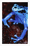 Blue arrow poison frog by Anonymous