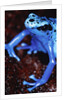 Blue arrow poison frog by Anonymous
