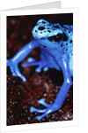 Blue arrow poison frog by Anonymous