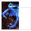 Blue arrow poison frog by Anonymous