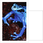 Blue arrow poison frog by Anonymous