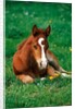 Quarterhorse, brown foal is lying in a meadow by Anonymous