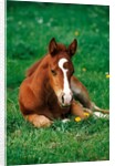 Quarterhorse, brown foal is lying in a meadow by Anonymous