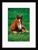Quarterhorse, brown foal is lying in a meadow by Anonymous