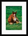 Quarterhorse, brown foal is lying in a meadow by Anonymous