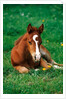 Quarterhorse, brown foal is lying in a meadow by Anonymous