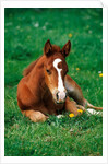 Quarterhorse, brown foal is lying in a meadow by Anonymous