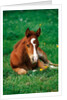 Quarterhorse, brown foal is lying in a meadow by Anonymous