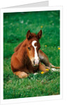 Quarterhorse, brown foal is lying in a meadow by Anonymous