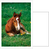 Quarterhorse, brown foal is lying in a meadow by Anonymous