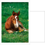 Quarterhorse, brown foal is lying in a meadow by Anonymous