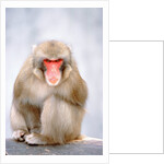 Red-faced makak by Anonymous