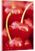 Cherrys by Anonymous