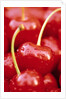 Cherrys by Anonymous