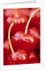 Cherrys by Anonymous