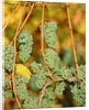 Riesling grapes hanging on vine shoots by Anonymous