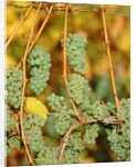 Riesling grapes hanging on vine shoots by Anonymous