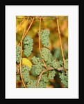 Riesling grapes hanging on vine shoots by Anonymous