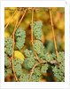 Riesling grapes hanging on vine shoots by Anonymous