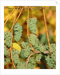 Riesling grapes hanging on vine shoots by Anonymous