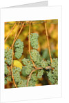Riesling grapes hanging on vine shoots by Anonymous