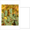 Riesling grapes hanging on vine shoots by Anonymous