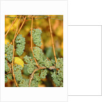 Riesling grapes hanging on vine shoots by Anonymous