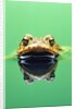 Frog in the water by Anonymous