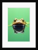 Frog in the water by Anonymous