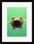 Frog in the water by Anonymous