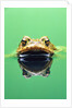 Frog in the water by Anonymous