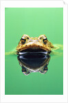 Frog in the water by Anonymous