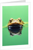 Frog in the water by Anonymous