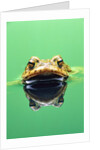 Frog in the water by Anonymous