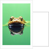 Frog in the water by Anonymous